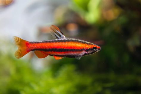 Top 10 Tetras for Your Next Community Tank | Aquarium Co-Op Tropical Fish Tanks, Community Tanks, Nano Aquarium, Betta Fish Tank, Red Pencil, Tanked Aquariums, Reef Tank, The Aquarium, Pet Fish