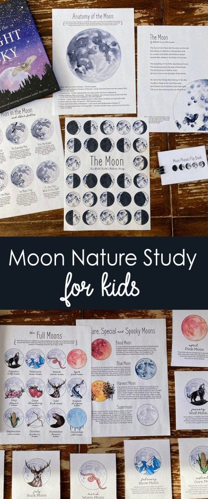 moon resources Phases Of The Moon Lesson, Phases Of The Moon Worksheet, Phases Of The Moon Printable, Pk Activities, Moon Lessons, Moon For Kids, Ecology Projects, Moon Unit, Cycle For Kids