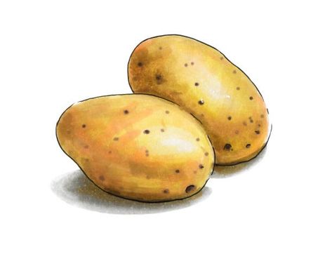 Potatoes Illustration, Potato Illustration, Drawing Alcohol, Potato Drawing, Vegetable Pictures, Homemade Cookbook, Recipe Drawing, Mini Game, Veggie Food