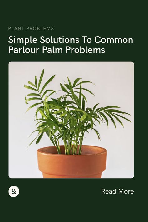 Keep your parlor palm healthy with these tips! This article covers common problems like yellow leaves, brown tips, pests, and overwatering, and offers practical solutions to help you get your plant back on track. Whether you're a seasoned plant parent or a beginner, you'll find valuable advice to help you care for your parlor palm and keep it looking its best. Parlour Palm Care, Parlour Palm, Houseplant Ideas, Brown Tips, Parlor Palm, Self Watering Pots, Plant Parent, Plant Problems, Root System