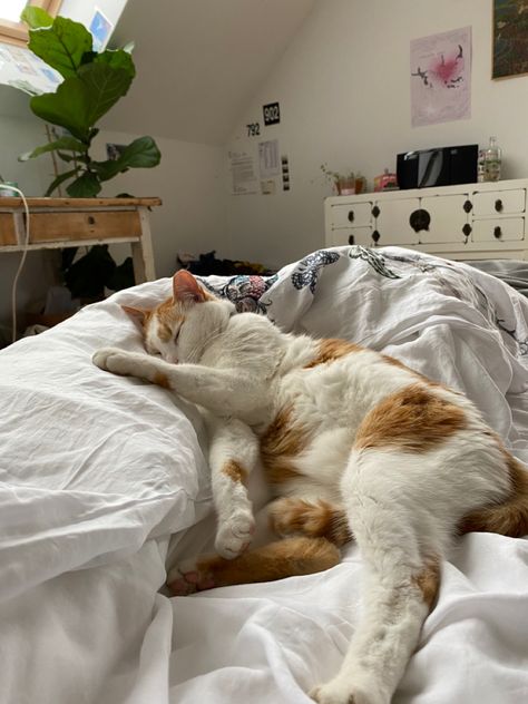 Cats In House Aesthetic, Cats And Owners Aesthetic, Cats In Apartments Aesthetic, Cat In Room Aesthetic, Living With A Cat In An Apartment, Adopting A Cat Aesthetic, Cat In Bedroom Aesthetic, Cat In House Aesthetic, Cozy Home With Cat