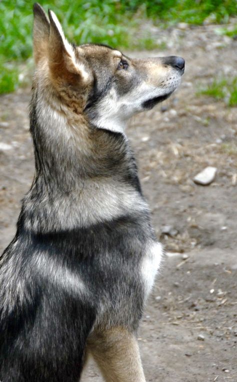 A pretty young Tamascan dog. The Tamaskan is a crossbred sleddog type dog created in Finland. Similar in size to a German Shepherd but with a more wolf-like appearance. Tamaskan Puppies, Tamaskan Dog, Northern Inuit Dog, Dog Crossbreeds, Sled Dog, Malinois Dog, Rare Dogs, Dog Black, Family Pets