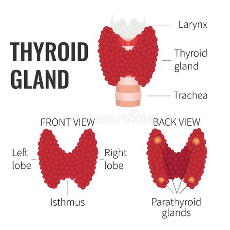 Thyroid gland structure. Illustration about hypothalamus, back, anatomical, human, lobe, medical, healthcare, larynx, endocrinologist, endocrine, campaign, chart, cartilage - 73409251 Thyroid Surgery, Human Body Organs, Coconut Benefits, Graves Disease, Thyroid Gland, Thyroid Hormone, What Is The Difference Between, Blood Vessels, Health Benefits