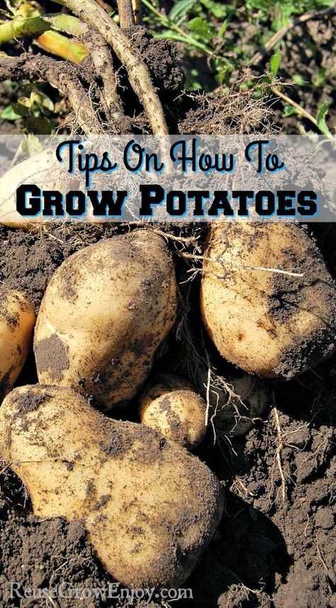 Are you thinking about growing potatoes this year? If you are not sure how, check out these tips on how to grow potatoes! Potatoes Growing, Grow Potatoes, Vertical Vegetable Garden, Organic Vegetable Garden, Growing Potatoes, Square Foot Gardening, Backyard Farming, Vegetable Gardening, Grow Your Own Food