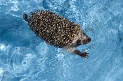 16 Fun Facts About Hedgehogs | Mental Floss Fat Hedgehog, Hedgehog Facts, Hedgehog Day, Hedgehog Care, Hedge Hog, Habitat Garden, Hedgehog Pet, Baby Hedgehog, A Hedgehog