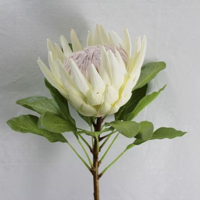 White King Protea, King Protea Flower, Protea Art, Flowers Eucalyptus, Gum Leaves, King Protea, Boho Wedding Bouquet, Protea Flower, Australian Native Flowers