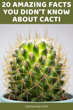 Cactus Raised Bed, Types Of Cactus Plants Names, Cactus Facts, Cactus Identification, Propagating Cactus, Cactus Garden Design, Succulents Ideas, Succulents Care, Types Of Cactus Plants