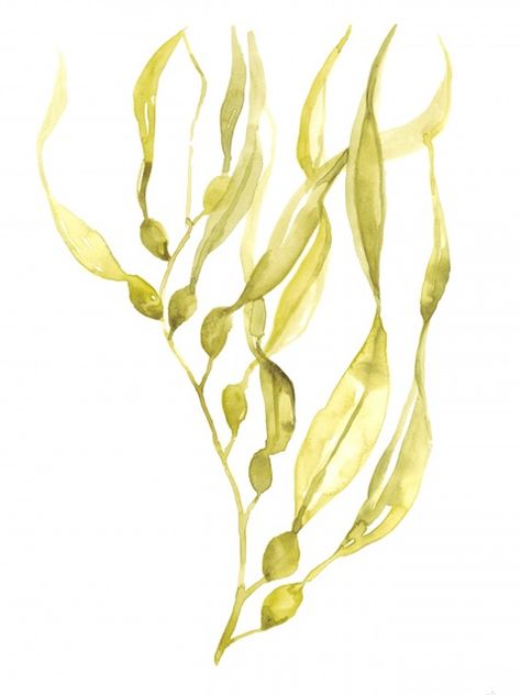 Kelp Illustration, Seaweed Tattoo, Pond Art, Ocean Plants, Sea Kelp, Ocean Painting, Historical Art, Canvas Home, Featured Artist