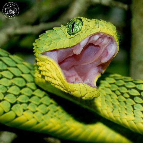 Reptile Eye, Green Mamba, Mamba Snake, Japanese Snake Tattoo, Snake Turtle, Viper Snake, Pretty Snakes, Beautiful Snakes, Reptile Snakes