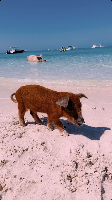 Bahamas Pigs Swimming, Bahamas Animals, Pig Island Bahamas, Swimming Pigs Bahamas, Swim With Pigs, Bahamas Pigs, Swimming With Pigs, Sea Pig, Animals Swimming