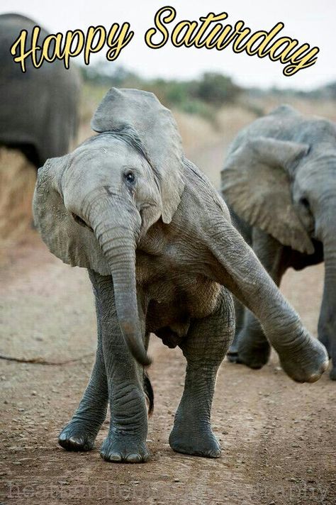 Happy Saturday Nosara, Elephant Love, Happy Dance, Cute Creatures, Sweet Animals, Animal Planet, Animal Photo, Baby Elephant, 귀여운 동물