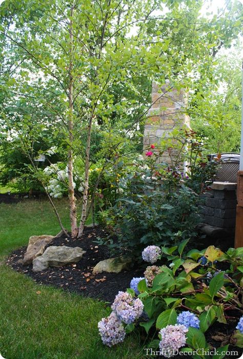 Love the birch tree, hydrangea and white roses (I think that's what they are). River Birch Landscaping, River Birch Trees Landscape, Side Landscaping, Birch Trees Garden, Cabin Landscaping, Country Sides, River Birch Trees, Birch Trees Landscaping, Outdoor Makeover