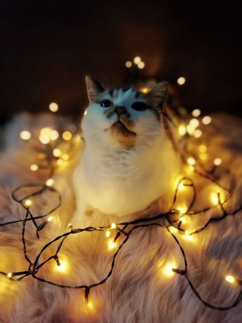 Christmas Photos With Cats, Christmas Photo With Cat, Christmas Card With Cat Photo Ideas, Cat Christmas Cards Photo Ideas, Christmas Cat Photoshoot, Cat Christmas Photoshoot, Cat Photoshoot Ideas, Christmas Cat Photos, Cat Photoshoot