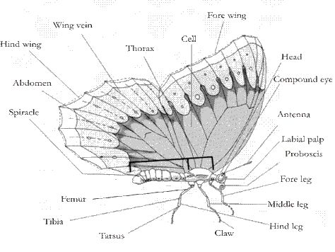 8626315.gif (474×356) Butterfly Diagram, Butterfly Body Parts, Butterfly Facts, Butterfly Legs, Common Blue Butterfly, Body Diagram, Butterfly Artwork, Morpho Butterfly, Blue Morpho