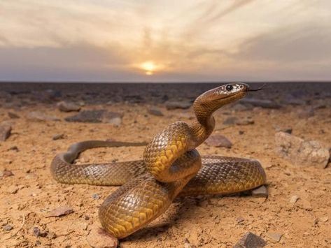 Inland taipan: up close and personal with the world's most #Taipan#Snake# Taipan Snake, Facts About Australia, Inland Taipan, Poisonous Animals, Snake Wallpaper, Snake Venom, Beautiful Snakes, Dangerous Animals, Kill Bill