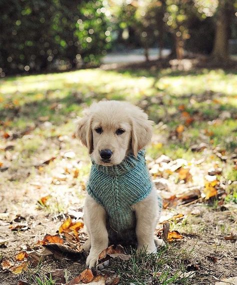 Look who got a new hand-knit sweater vest! via   Darling puppy, isn't it? Golden Retriever Owner, Puppy Photography, Fall Family Pictures, Retriever Puppy, Animal Photo, Dog Life, Sweater Weather, Dog Bed, Dog Clothes