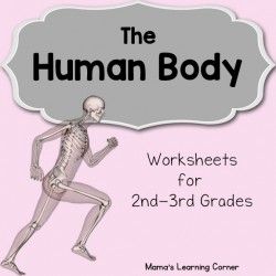 The Human Body Worksheets for 2nd and 3rd grades. Includes 12 printable activities. 3rd Grade Health Lessons, Ckla Third Grade Unit 3, Body Systems Middle School, Third Grade Science Worksheets, Skeletal System Activities, Body Worksheet, Human Body Lesson, Body Systems Worksheets, Human Body Printables