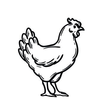 Hen Tattoo, Line Tattoo, Line Tattoos, Hen, Chicken, Tattoos, Pattern, Quick Saves