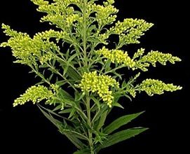 Solidago Wedding Flowers Centerpieces, Wedding Party Bouquets, Flowers Centerpieces, Cut Flower Farm, Flower Shops, Church Flowers, Diy Brides, Fresh Cut Flowers, Wholesale Flowers