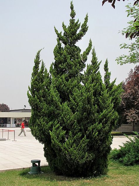 Hollywood Juniper Hollywood Juniper, Juniperus Chinensis, Juniper Tree, Conifer Trees, Green Garden, Green Roof, Landscape Trees, Bonsai Tree, Drought Tolerant