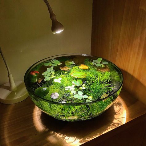 Water Garden Ideas, Bowl Aquarium, Tanaman Air, Indoor Pond, Brown Tips, Kolam Koi, Taman Air, Indoor Water Garden, نباتات منزلية