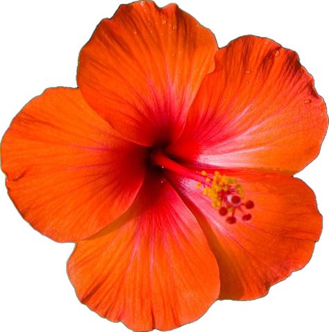 unknown photographer Fragrance Oils For Candles, Orange Hibiscus, Black Love Couples, Candle Making Supplies, Scrapbook Materials, Fragrance Oils, Orange Flowers, Tropical Plants, Candle Making