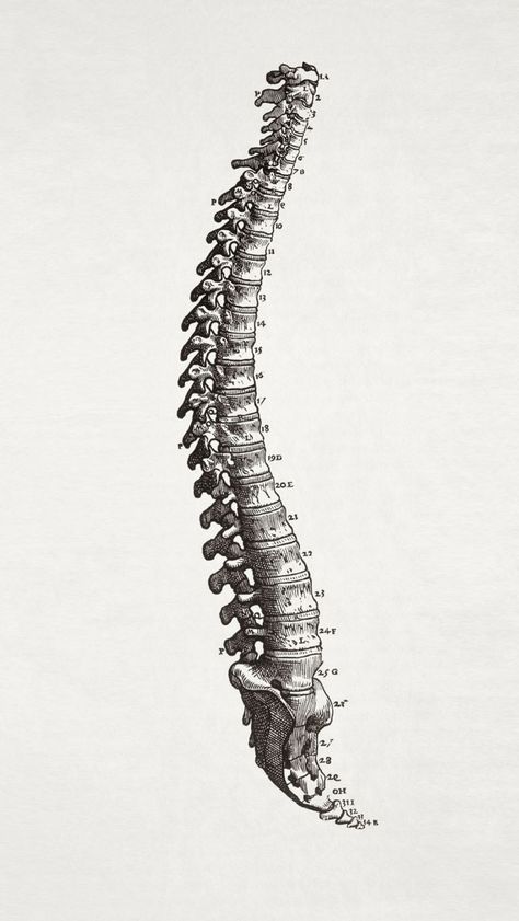 Spine vertebrae anatomical anatomy wallpaper iPhone background Physio Wallpaper, Anatomy Wallpaper Iphone, Wallpaper Anatomy, Vertebrae Art, Spine Vertebrae, Science Wallpaper, Anatomy Wallpaper, Anatomy Science, Sternocleidomastoid Muscle