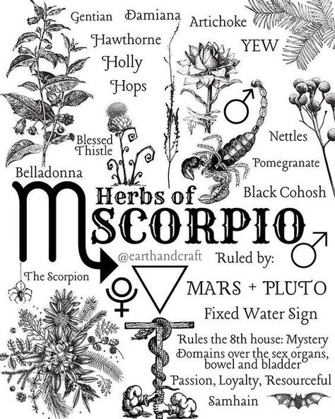 House Of Mystery, Scorpio Sun Sign, Earth Craft, Magic Herbs, Witchcraft For Beginners, Scorpio Moon, Water Signs, Herbal Magic, Zodiac Traits