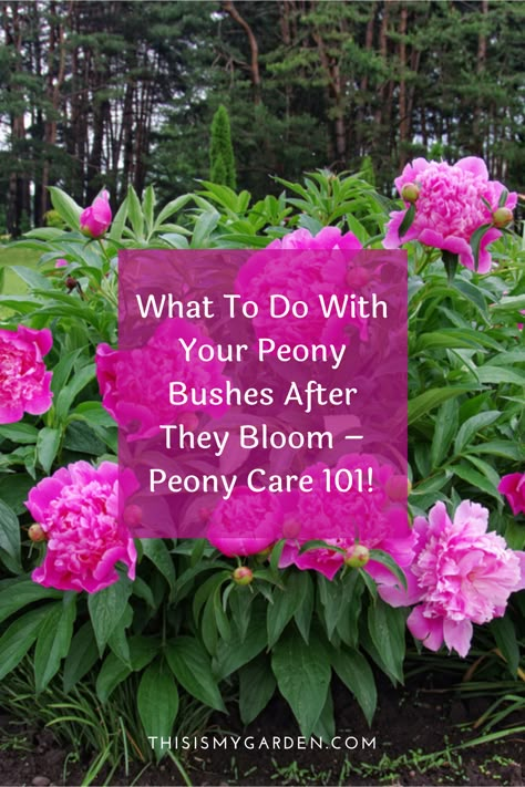 How You Care For Your Peony Bushes After They Bloom Can Make A Big Difference In How They Bloom Come Next Season! Find out what to do with your peonies after they bloom to make sure they are just as stunning next spring! Peonies Planting, Peonies Plant, Peonies Blooming, Peonies Garden Ideas, Peony Flower Garden Ideas, Peony Plant Garden, Peonies In Landscaping, Peony Bush Landscaping, Peony Flower Bed