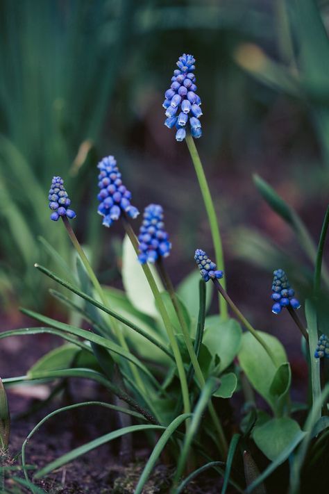 Hyacinths Garden, Grape Hyacinth, Hyacinth Flowers, Black Grapes, Rose Background, Spring Mood, Blue Garden, African Violets, Types Of Flowers