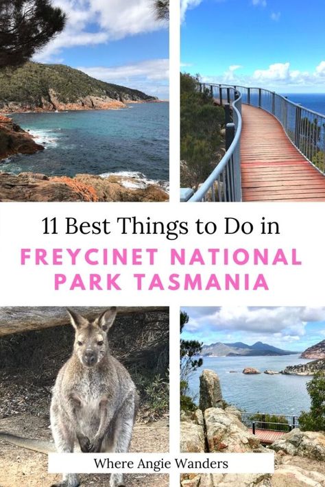 11 Sensational Things To Do in Freycinet National Park Tasmania Wineglass Bay, Australia Wildlife, Tasmania Road Trip, Tasmania Travel, Australian Road Trip, Camping Sites, Wildlife Travel, Beach Boat, Tasmania Australia