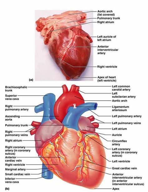 Diagram of the heart The Human Heart, Cardiac Nursing, Heart Anatomy, Human Anatomy And Physiology, Medical Terminology, Medical Anatomy, Medical Coding, Medical Studies, Nursing Tips