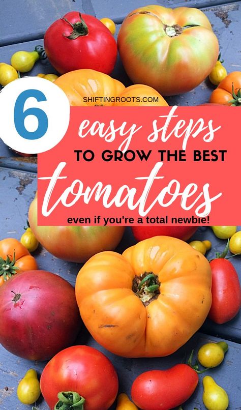 Hey there beginner vegetable gardener--did you know there's a way you can grow the best and biggest tomatoes without a ton of effort?  Just follow these easy 6 tips and tricks for your tomato harvest yet!  Step #2 is key!  #tomato #growing #plant #beginner #best Plant Beginner, Tomato Suckers, Tomatoes Garden, Tomatoes Growing, Tomato Harvest, Seed Growing, Homestead Gardening, Tomato Growing, Farming Ideas