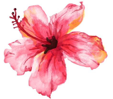 Hibiscus Flower Widget, Water Colour Flower, Flower Widget, Posca Art, Hawaiian Flower, Summer Tropical, Cat Air, Lace Button, Apple Watch Wallpaper