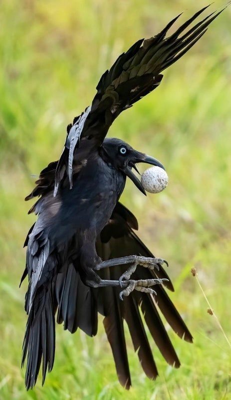 Australian Raven, Bird Poses, Crow Sculpture, Raven Flying, Accordian Book, Crow Pictures, Raven Pictures, Kingfisher Painting, Tattoo Animals