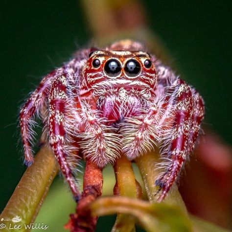 Jumping spider. Photo: Lee Willis. Colorful Jumping Spider, Jumping Spider Photography, Pink Jumping Spider, Cool Looking Spiders, Colourful Spiders, Cool Spiders, Pretty Spiders, Unique Spiders, Cute Jumping Spider