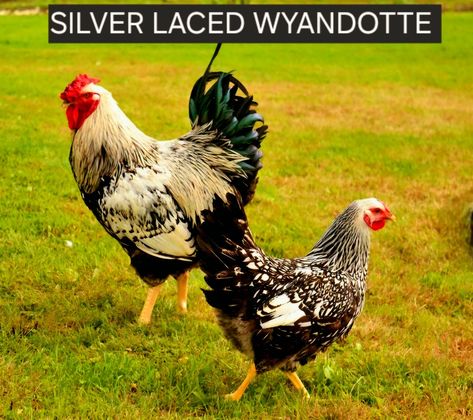 Silver Laced Wyandotte Chicken Silver Laced Wyandotte Chickens, Laced Wyandotte, Wyandotte Chicken, Chicken Bird, Coop Design, Health Management, Game Birds, Chicken Breeds, Silver Lace