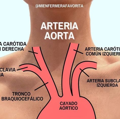 Ox, Cardio, Anatomy, Human Body, Human, On Instagram, Instagram