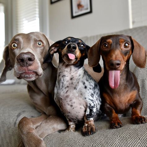 Trio Dogs, Dachshund Photography, Three Dogs, Funny Dachshund, Weenie Dogs, Airedale Terrier, Silly Dogs, Dachshund Puppies, Dachshund Love