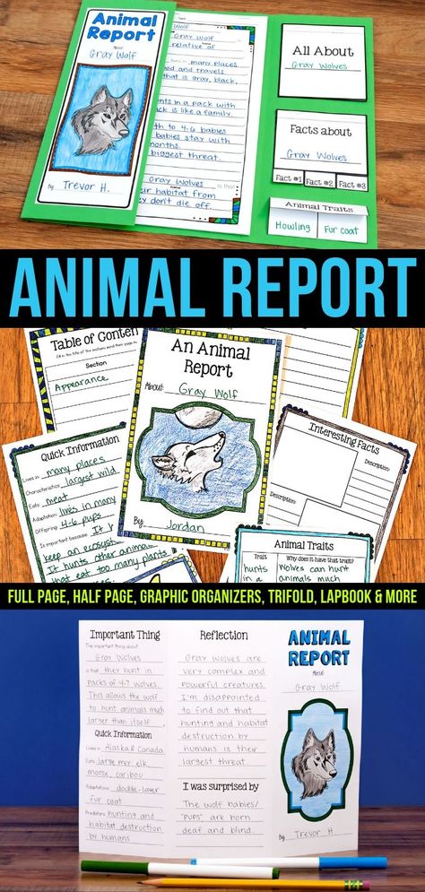 Animal Report for Any Animal Elementary Animal Research Projects, Homeschool Animal Report, Homeschool Fifth Grade, 3rd Grade Animal Research Project, 3rd Grade Research Project, Animal School Project Ideas, Habitats Grade 4, Animals School Project, 4th Grade Projects