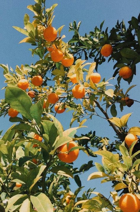 Tangerine Tree, Wallpaper Iphone Summer, Orange Aesthetic, Tree Photography, Orange Tree, Tree Wallpaper, Tumblr Photography, Spring Aesthetic, Yellow Aesthetic