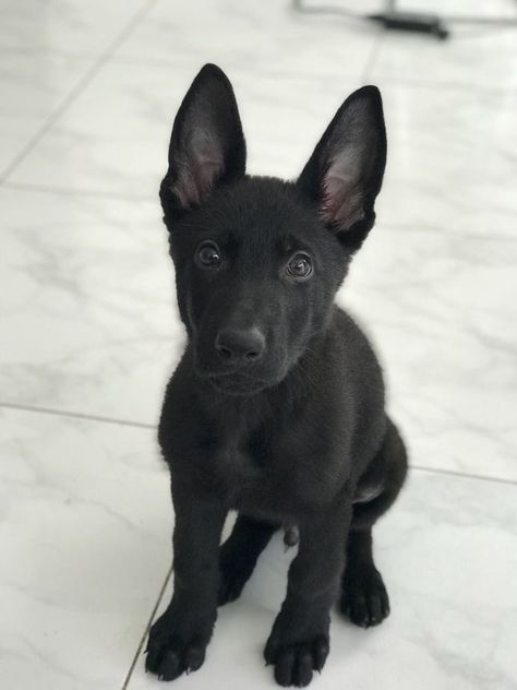 Black German Shepherd Puppies, Belgian Malinois Puppies, Black German Shepherd Dog, Malinois Puppies, Gsd Puppy, Black Puppy, Malinois Dog, Black German Shepherd, Gsd Puppies