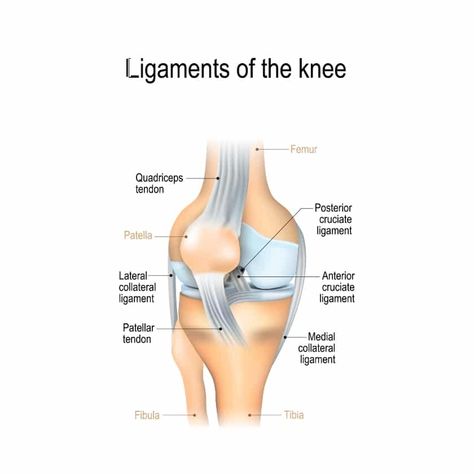 Ligaments of the knee Ligaments Of The Knee, Knee Sprain, Knee Fracture, Knee Meniscus, Yoga For Knees, Joints Anatomy, Anterior Y Posterior, Knee Strength, Inner Knee Pain