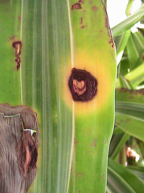 Fungal spots, blights, and blotches Brown Spots On Plant Leaves, Corn Plant Indoor Care, Pineapple Plant Care, Dracaena Plant Care, Dracena Plant, Kid Garden, Plant Leaves Turning Brown, Snake Plant Care, Dracaena Plant