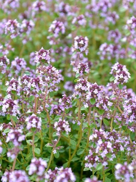 Thymus vulgaris 'Duftkissen' Thymus Vulgaris, Garage Garden, Zone 5, Magical Garden, Photo Wall Collage, Medicinal Plants, Thyme, Wall Collage, Flower Power