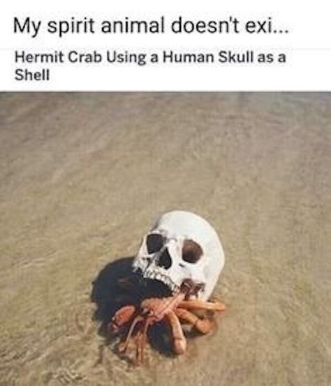 My Spirit Animal, Hermit Crab, My Spirit, 웃긴 사진, Silly Animals, Animal Jokes, Really Funny Memes, Cute Little Animals, Animal Memes