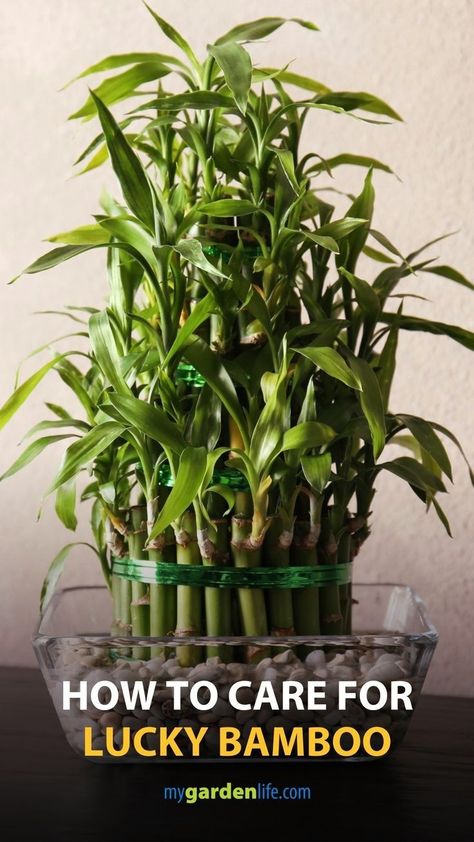 Lucky Bamboo Care, Indoor Bamboo Plant, Bamboo Plant Care, Indoor Bamboo, Houseplant Collection, Lucky Bamboo Plants, Bamboo Care, Dracaena Plant, Bamboo Plant