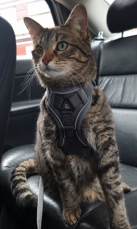 Cat body armour, harness, safety Cat Leash And Harness, Cat Memes Wallpaper, Service Cat, Dog Equipment, House Cats, Body Armour, Cat Clothing, Cat Body, Cat Leash