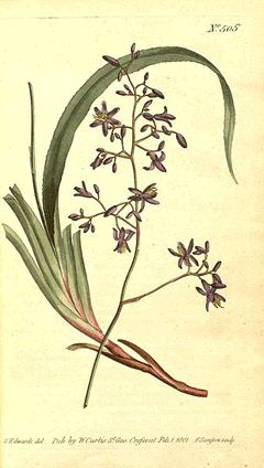 Flax Lily, Creeping Phlox, Missouri Botanical Garden, Botanical Drawings, Botanical Flowers, Vintage Botanical, Flower Images, Antique Prints, Botanical Illustration