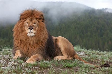 Barbary lion Barbary lion Atlas lion DinoAnimalscom Barbary Lion, Wild Lion, Lion Photography, Lions Photos, Sketching Tips, Lion And Lamb, Lion Wallpaper, Drawing Animals, National Animal